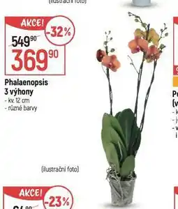 Globus Orchidea - phalaenopsis nabídka