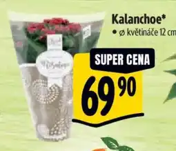 Albert Kalanchoe nabídka