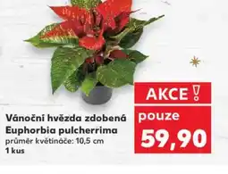 Kaufland Vánoční hvězda zdobená Euphorbia pulcherrima nabídka