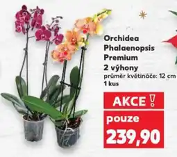 Kaufland Orchidea phalaenopsis premium 2 výhony nabídka