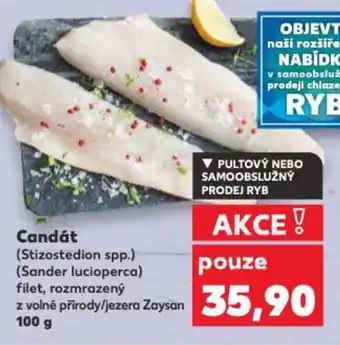 Kaufland Candát nabídka