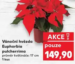 Kaufland Vánoční hvězda Euphorbia pulcherrima nabídka