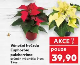 Kaufland Vánoční hvězda Euphorbia pulcherrima nabídka