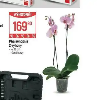 Globus Orchidea - phalaenopsis nabídka