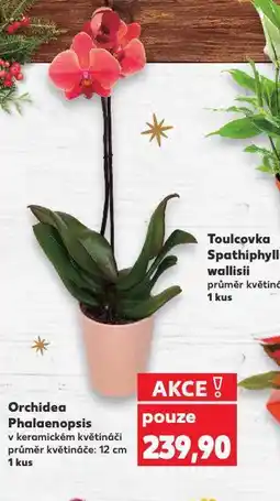 Kaufland Orchidea - phalaenopsis nabídka