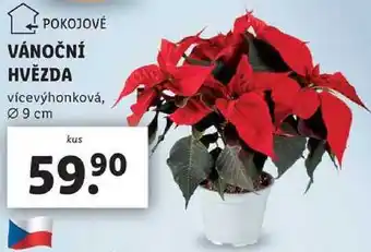 Lidl VÁNOČNÍ HVĚZDA nabídka