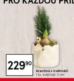 Tesco Aranžmá v květináči nabídka