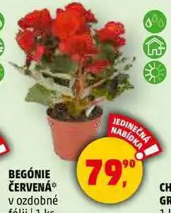 BEGÓNIE ČERVENÁ v ozdobné fólii, 1 ks