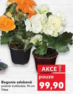 Kaufland Begonie zdobená nabídka