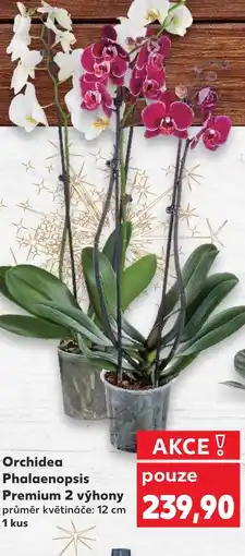Kaufland Orchidea Phalaenopsis Premium 2 výhony nabídka
