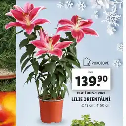Lidl Lilie orientální nabídka