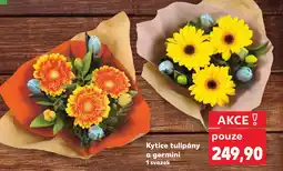 Kaufland Kytice tulipány nabídka