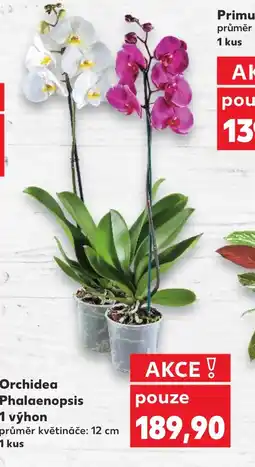 Kaufland Orchidea Phalaenopsis 1 výhon nabídka