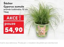 Kaufland Šáchor Cyperus zumula nabídka