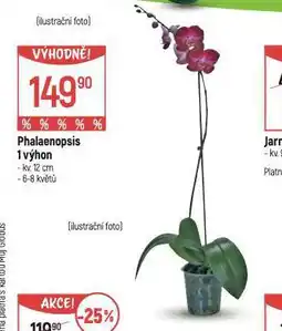 Orchidea - phalaenopsis