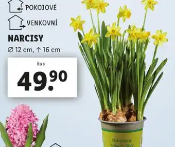 Lidl Narcisy nabídka