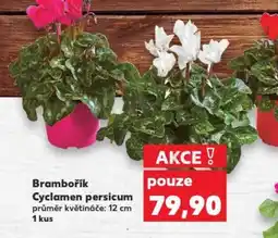 Brambořík Cyclamen persicum