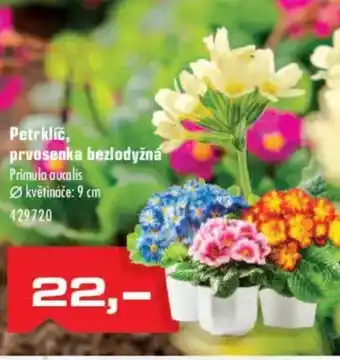 Uni Hobby Petrklíč, prvosenka bezlodyžna nabídka