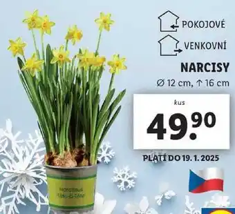 Lidl NARCISY nabídka