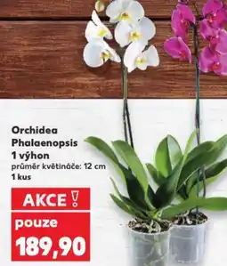 Kaufland Orchidea Phalaenopsis 1 výhon nabídka