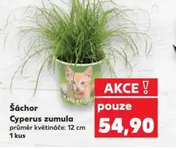 Kaufland Šáchor Cyperus zumula nabídka