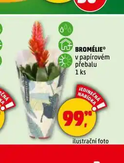 Penny Market Bromélie nabídka