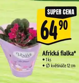 Albert Africká fialka nabídka