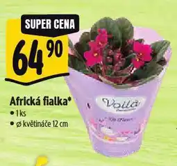 Albert Africká fialka nabídka