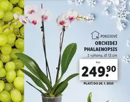 Lidl Orchidea - phalaenopsis nabídka