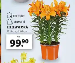 Lidl Lilie asijská nabídka