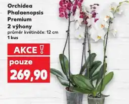 Kaufland Orchidea Phalaenopsis Premium nabídka