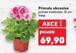 Kaufland Primule obconica nabídka