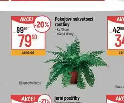 Globus Pokojové nekvetoucí rostliny nabídka