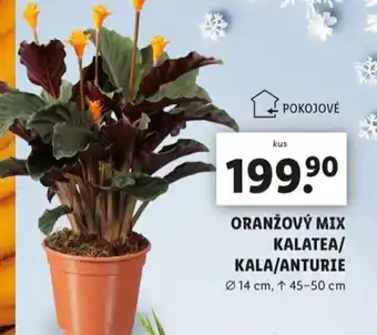 Lidl Oranžový mix kalatea/ kala/anturie nabídka