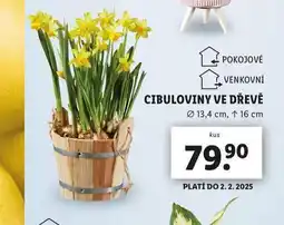 Lidl Cibuloviny ve dřevě nabídka