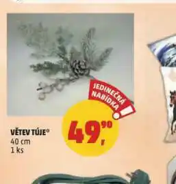 Penny Market Větev túje nabídka