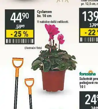 Globus Cyclamen - brambořík nabídka
