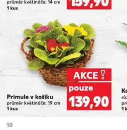 Kaufland Primule v košíku nabídka