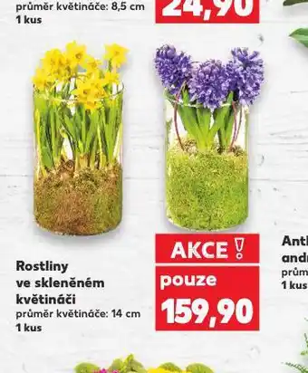 Kaufland Rostliny ve skleněném květináči nabídka