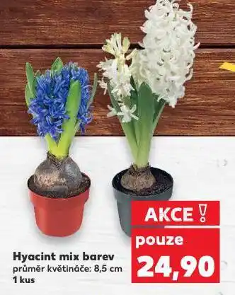 Kaufland Hyacint mix barev nabídka