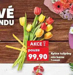 Kaufland Kytice tulipány nabídka