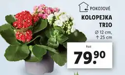 Lidl Kolopejka trio nabídka