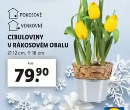 Lidl Cibuloviny v rákosovém obalu nabídka