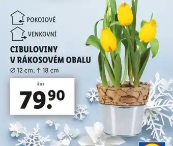 Lidl Cibuloviny v rákosovém obalu nabídka