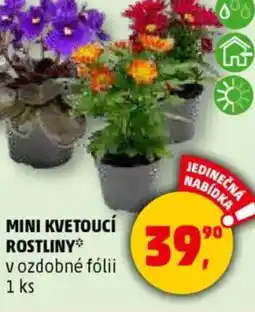 Penny Market Mini kvetoucí rostliny nabídka