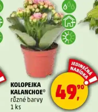 Penny Market Kolopejka kalanchoe nabídka