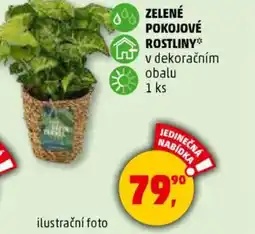 Penny Market Zelené pokojové rostliny nabídka