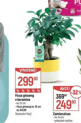 Globus Ficus ginseng v keramice nabídka