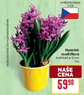 Billa Hyacint multiflora nabídka