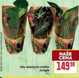 Billa Mix zelených rostlin Jungle nabídka